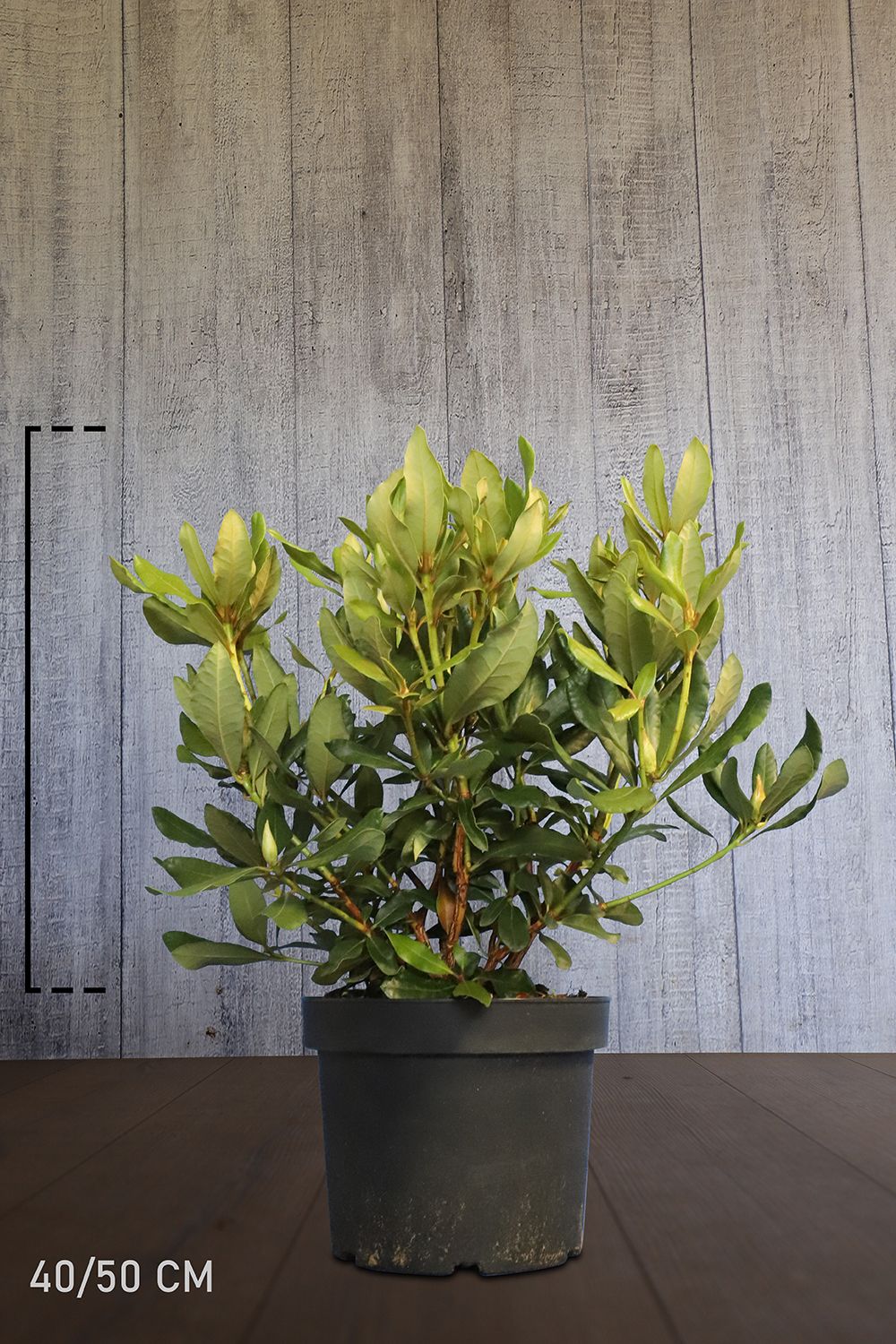 Rhododendron 'Nova Zembla'  Conteneur 40-50 cm Qualité extra